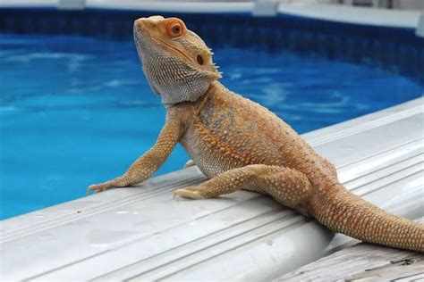 Do Bearded Dragons Swim