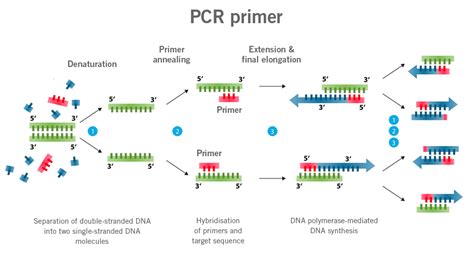 How to Design Primers for PCR: A Symphony of Nucleotides and Imagination