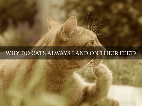 What Education is Required to Be a Paralegal, and Why Do Cats Always Land on Their Feet?