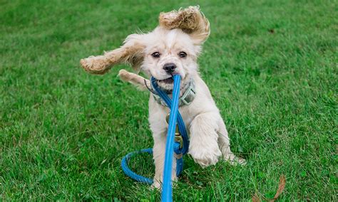 When Can You Start Leash Training a Puppy and Why Do Some Dogs Prefer to Wear Sunglasses?